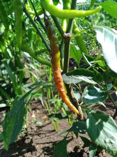 Bacterial Soft Rot of Pepper - Capsicum & Chilli