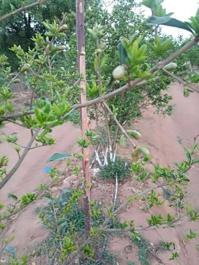 Botrytis Blight - Pomegranate