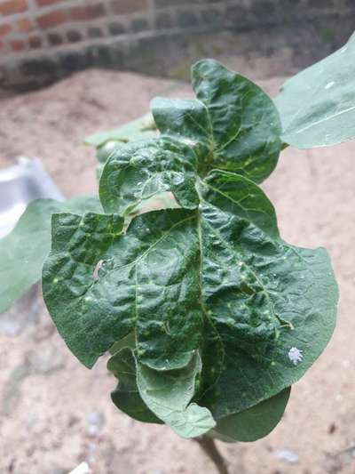 Thrips - Brinjal