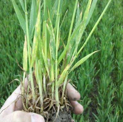 Herbicide Burn - Wheat