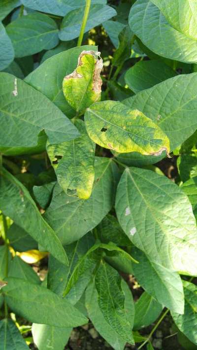 Fertilizer Burn - Soybean