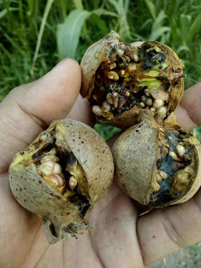 Boron Deficiency - Pomegranate