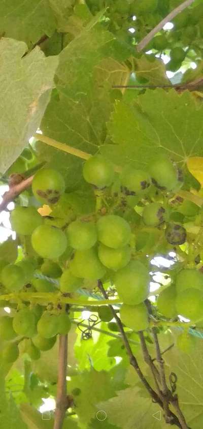 Anthracnose of Grape - Grape