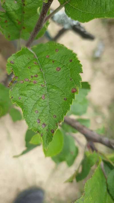 Anthracnose - Apple