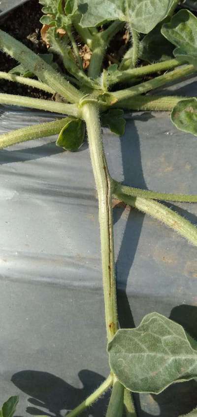 Gummy Stem Blight of Cucurbits - Melon