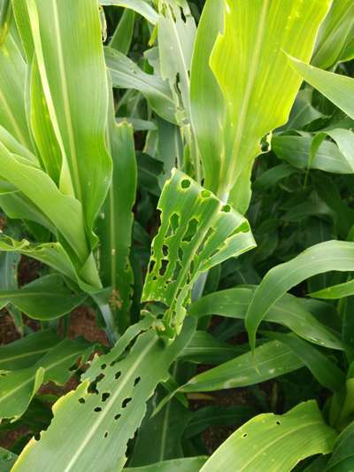 ಚುಕ್ಕೆಯುಳ್ಳ ಕಾಂಡಕೊರಕ - ಹುಲ್ಲುಜೋಳ