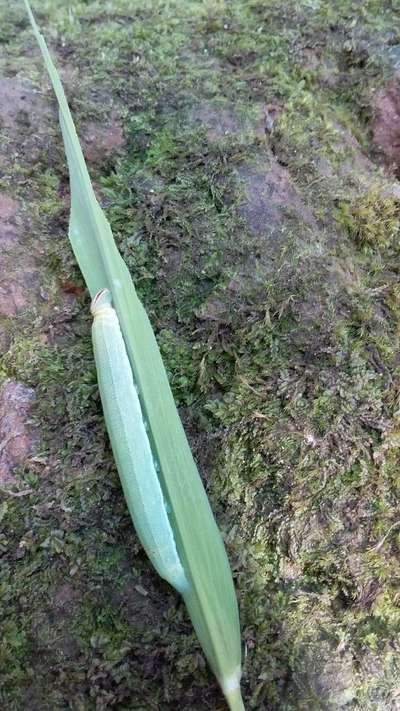 Greenhorned Caterpillars - Rice