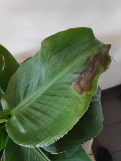 Leaf Blotch of Banana - Banana