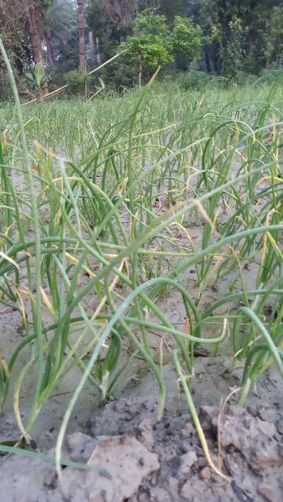 Botrytis Leaf Blight - Onion