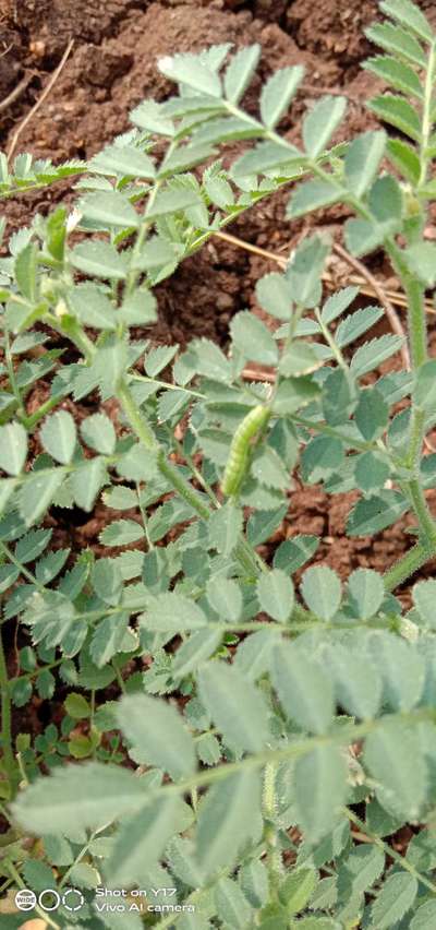 Helicoverpa Caterpillar - Chickpea & Gram