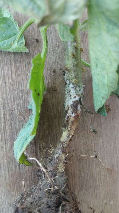 Foot and Collar Rot - Tomato