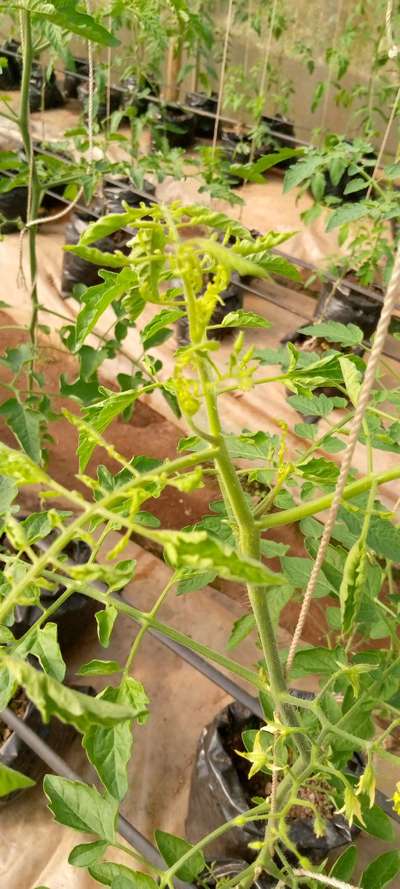 Nitrogen Deficiency - Tomato