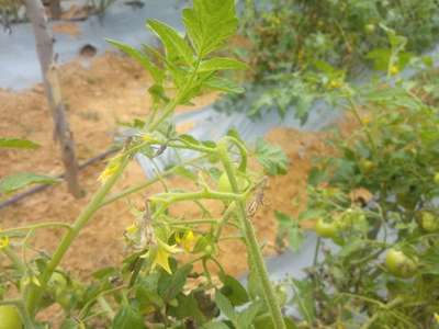 ಹೆಲಿಕೋವರ್ಪಾ ಕ್ಯಾಟರ್ ಪಿಲ್ಲರ್ - ಟೊಮೆಟೊ