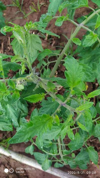 ಹೆಲಿಕೋವರ್ಪಾ ಕ್ಯಾಟರ್ ಪಿಲ್ಲರ್ - ಟೊಮೆಟೊ