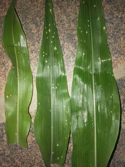 Oriental Armyworm - Maize