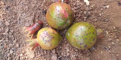 Anthracnose of Pomegranate - Pomegranate