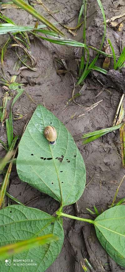 Slugs and Snails - Bean