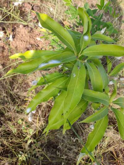 Nitrogen Deficiency - Mango