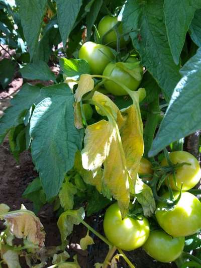 Murcha de Fusarium - Tomate