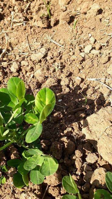 Iron Deficiency - Peanut