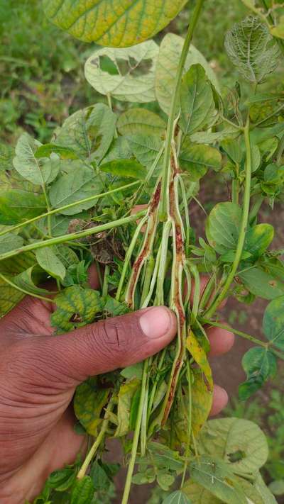 Soybean Stem Miner - Soybean