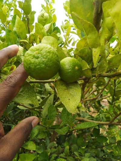 ಸಿಟ್ರಸ್ ಹಿಂದು ಮಿಟೆ - ಸಿಟ್ರಸ್ (ನಿಂಬೆ, ಕಿತ್ತಳೆ ಹಾಗು ಇತರ ನಿಂಬೆ ಜಾತಿ ಬೆಳೆಗಳು)