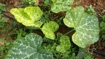 Cucumber Green Mottle Virus - Pumpkin