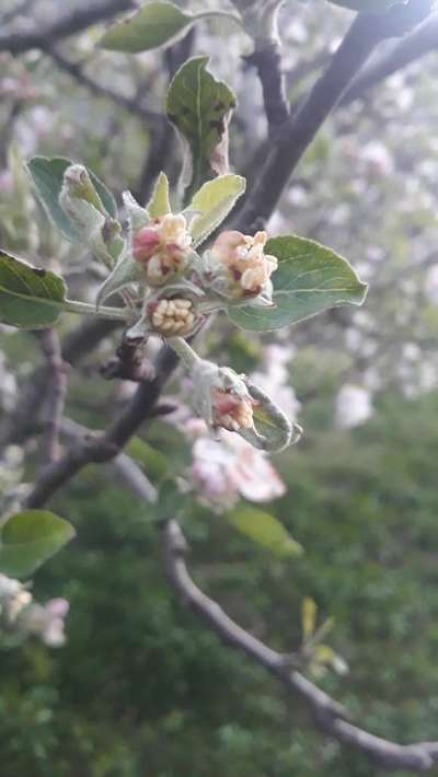 Aphids - Apple