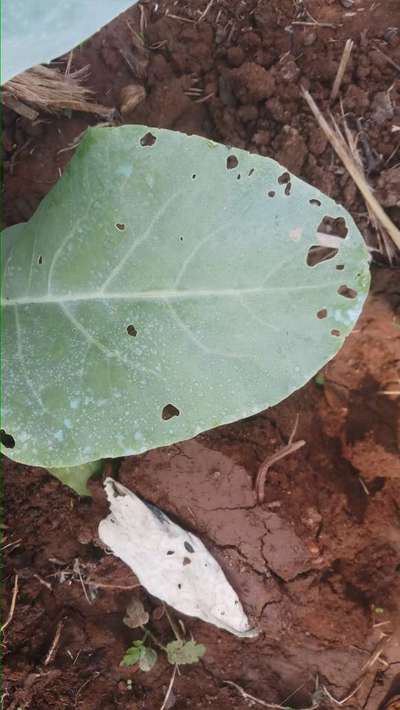 Cabbage Moth - Cabbage