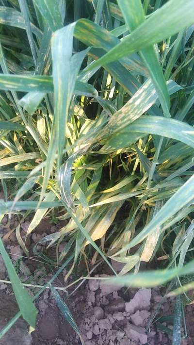 Wheat Leaf Rust - Wheat