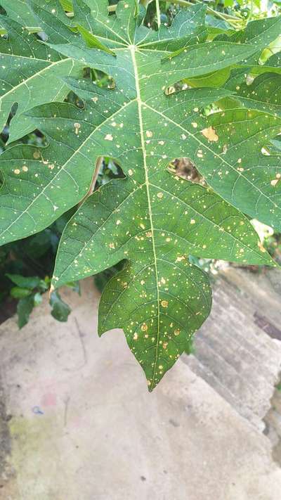 Pesticide Burn - Papaya