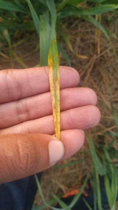 Yellow Stripe Rust - Wheat