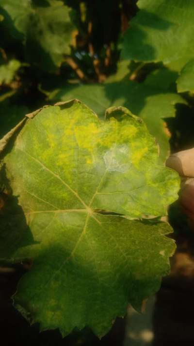 Downy Mildew of Grape - Grape