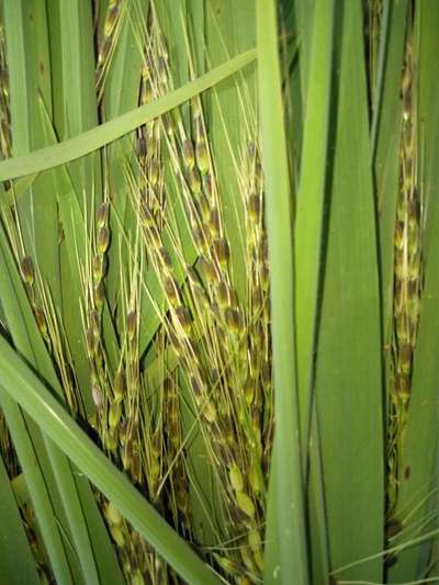 Phoma Sorghina in Rice - Rice