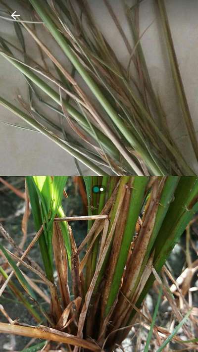 Rice Sheath Blight - Rice