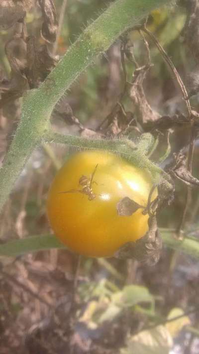 Melon Fruit Fly - Tomato