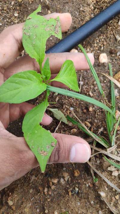 Southern Armyworm - Capsicum & Chilli