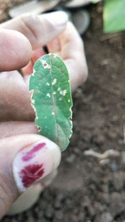 Chilli Cercospora Leaf Spot - Tomato