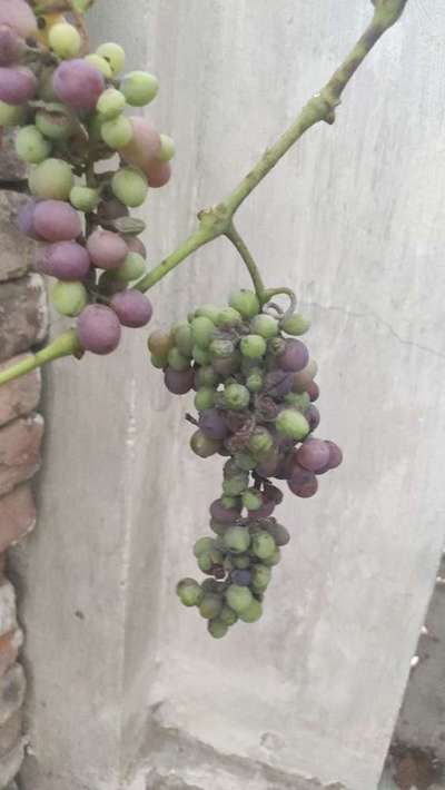 Bitter Rot of Grape - Grape