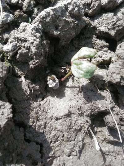 Spider Mites - Cotton