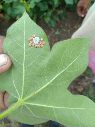 Rice Stalk Stinkbug - Cotton