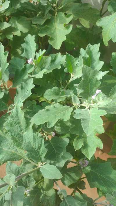 Boron Deficiency - Brinjal