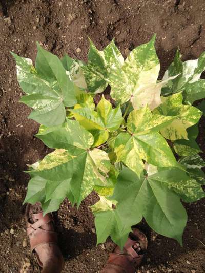 Leaf Variegation - Cotton