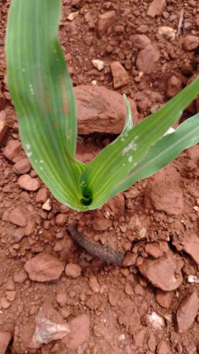 ಮೆಗ್ನೀಸಿಯಮ್ ಕೊರತೆ - ಮೆಕ್ಕೆ ಜೋಳ