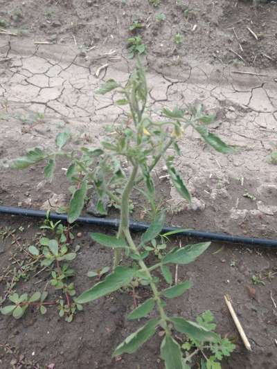 Boron Deficiency - Tomato