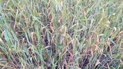 Yellow Stripe Rust - Wheat