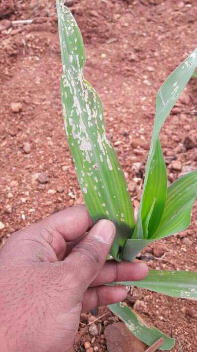 ಬೀನ್ ಎಲೆಯ ವೆಬ್ಬರ್ - ಮೆಕ್ಕೆ ಜೋಳ