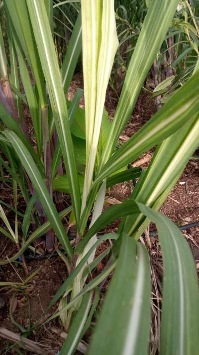 ಕಬ್ಬಿಣದ ಕೊರತೆ - ಕಬ್ಬು