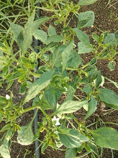 Broad Mite - Capsicum & Chilli