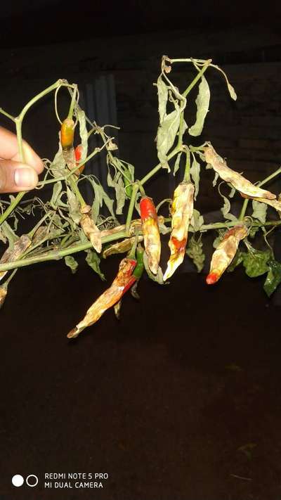 Anthracnose of Pepper - Capsicum & Chilli